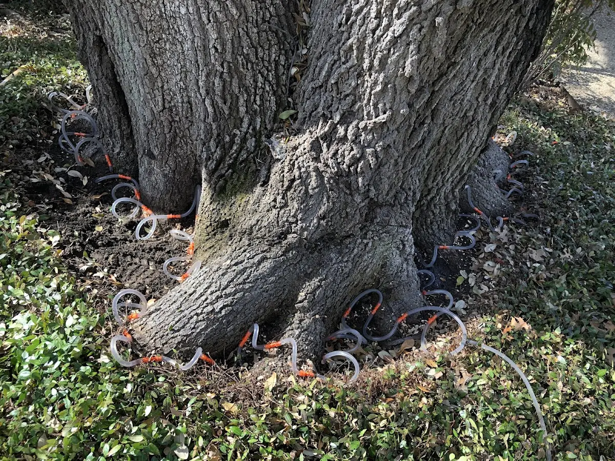 Detailed Tree Cabling and Bracing job site in Alta